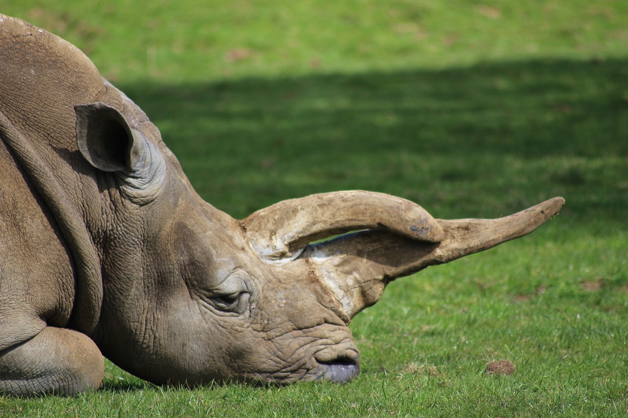 Last of Their Kind - The World's Most Endangered Species